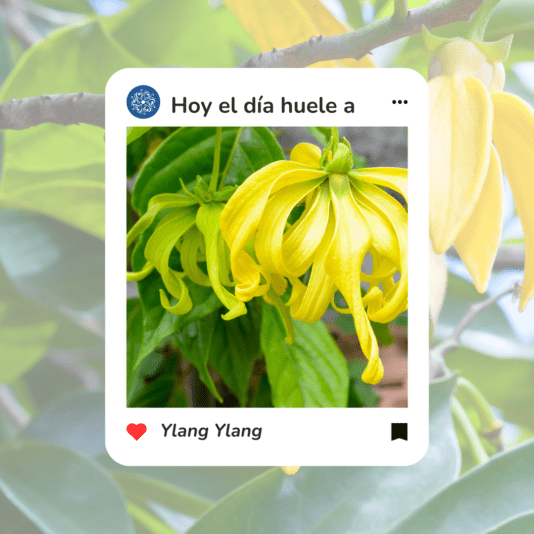 Otro Diseño